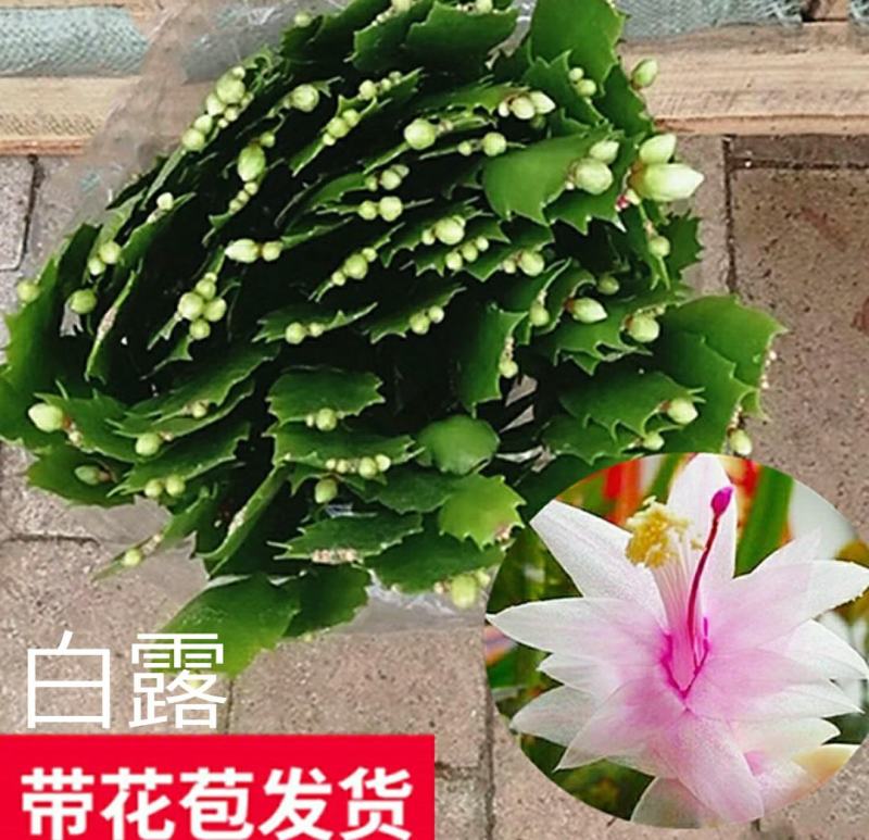 蟹爪兰花苗花卉盆栽多肉植物绿植蟹爪莲花卉嫁接盆栽吊兰