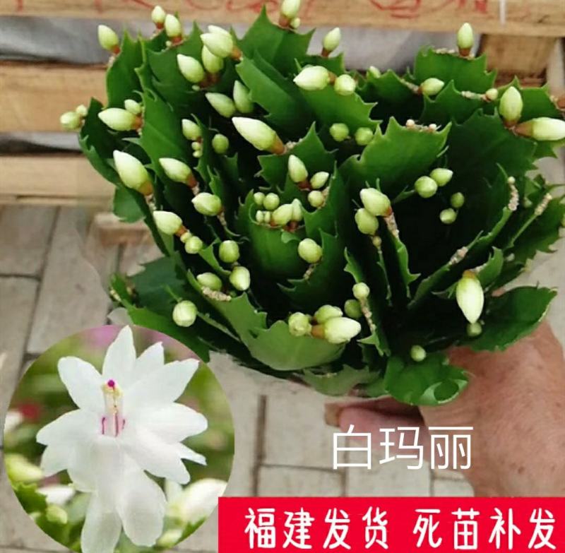 蟹爪兰花苗花卉盆栽多肉植物绿植蟹爪莲花卉嫁接盆栽吊兰