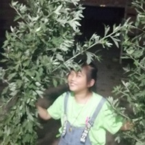 九头仙艾产新，欢迎订购