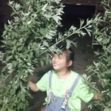 九头仙艾产新，欢迎订购