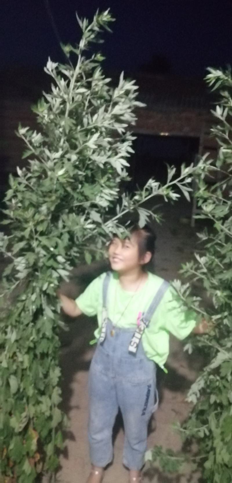 九头仙艾产新，欢迎订购