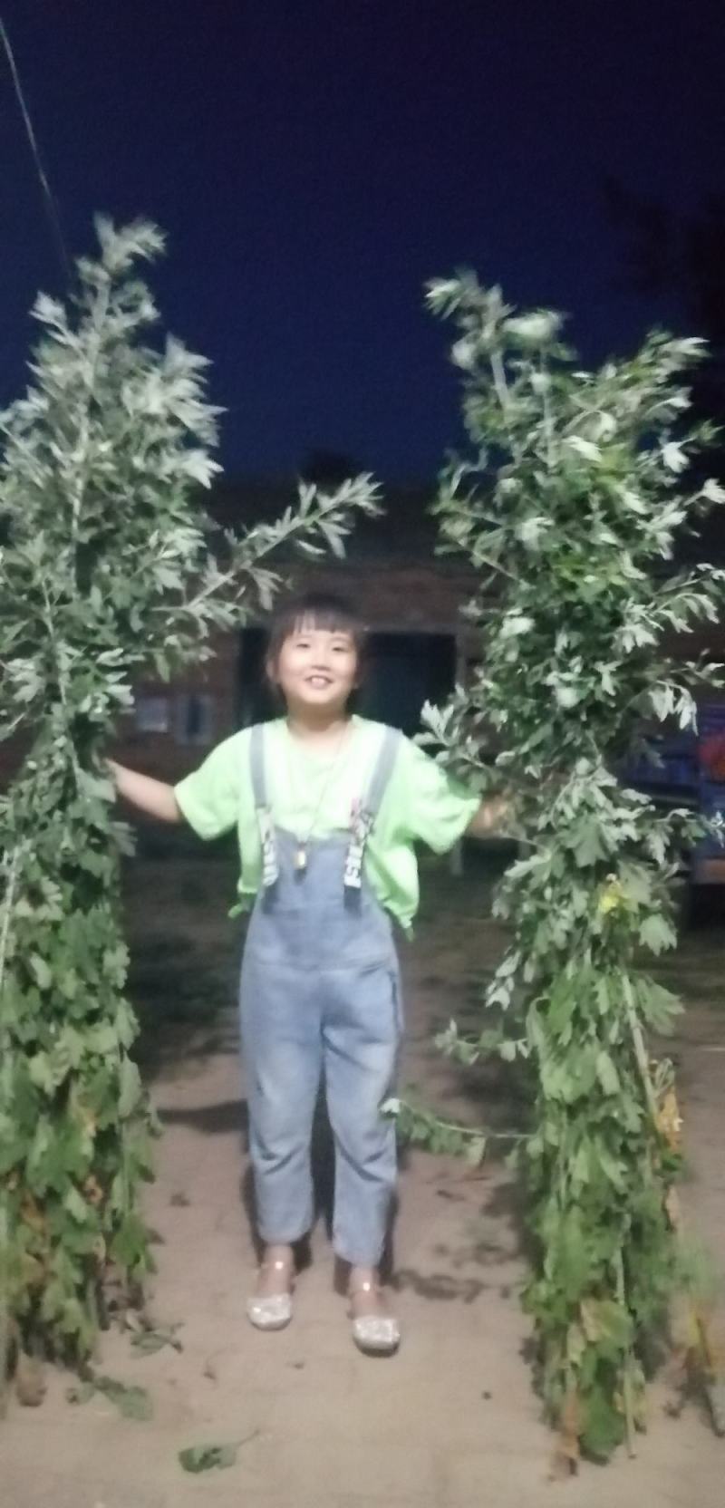 九头仙艾产新，欢迎订购