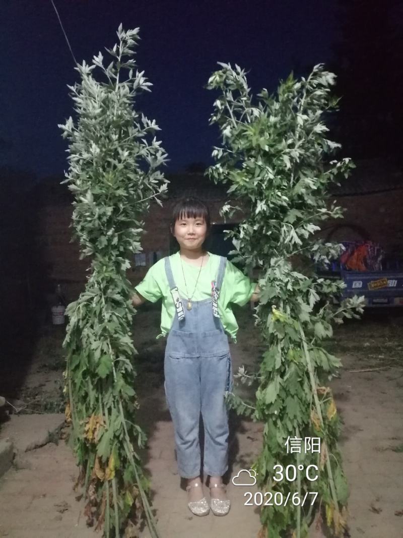 九头仙艾产新，欢迎订购