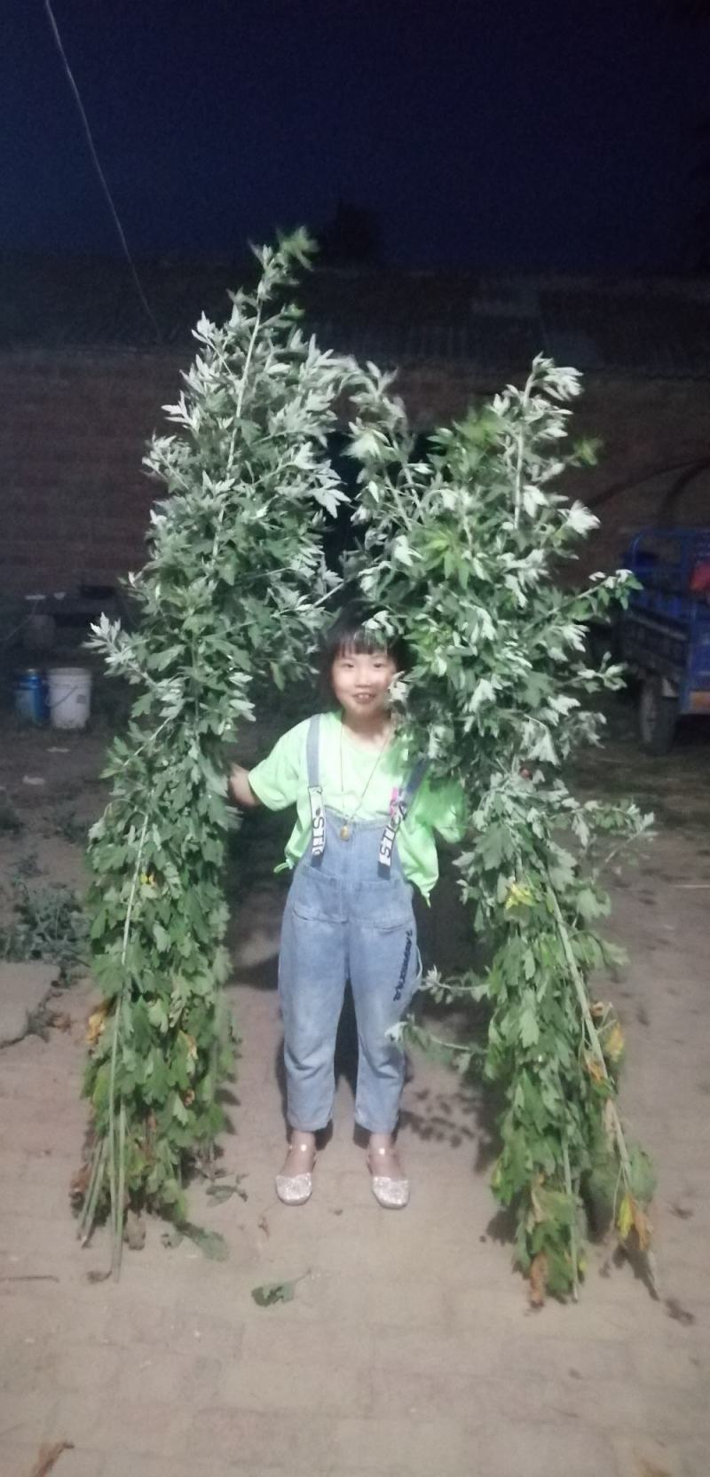九头仙艾产新，欢迎订购