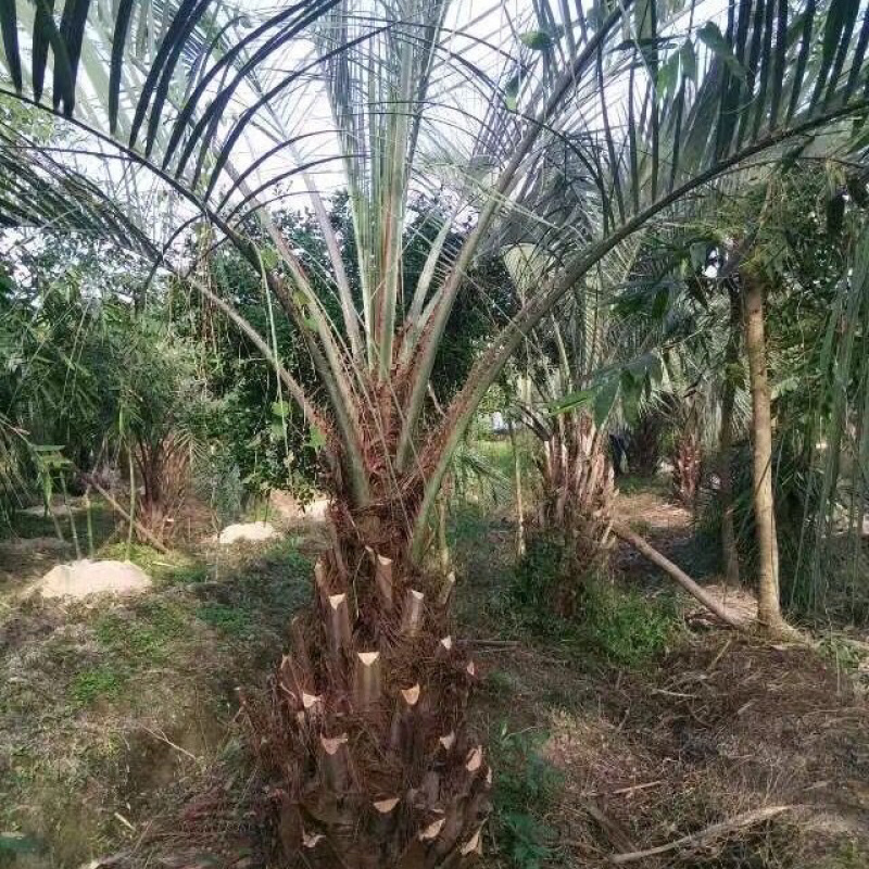 福建杆高2米布迪椰子漳州种植基地苗农批发出售