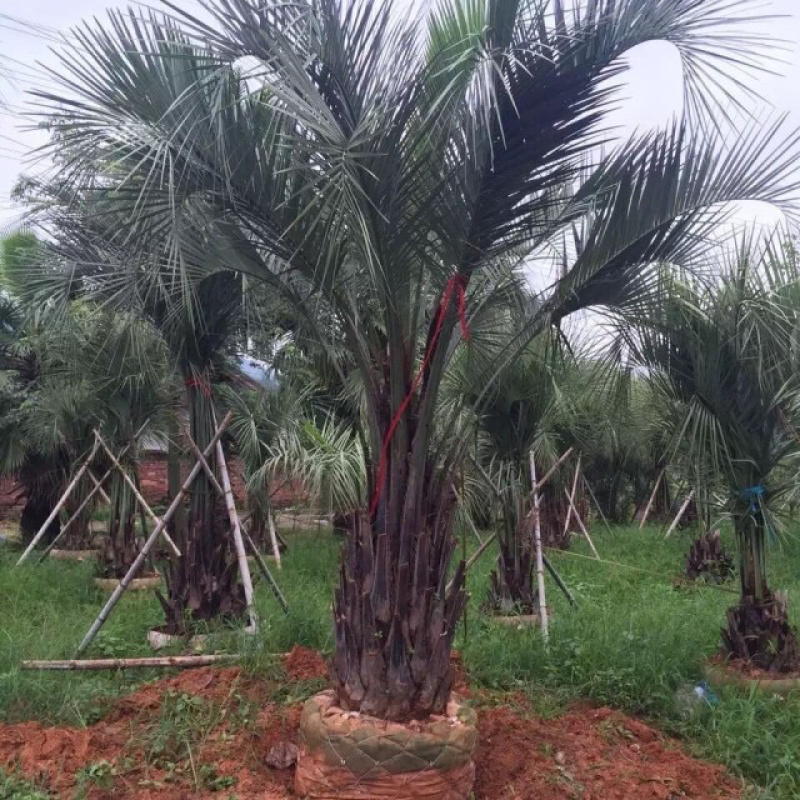 福建杆高2米布迪椰子漳州种植基地苗农批发出售