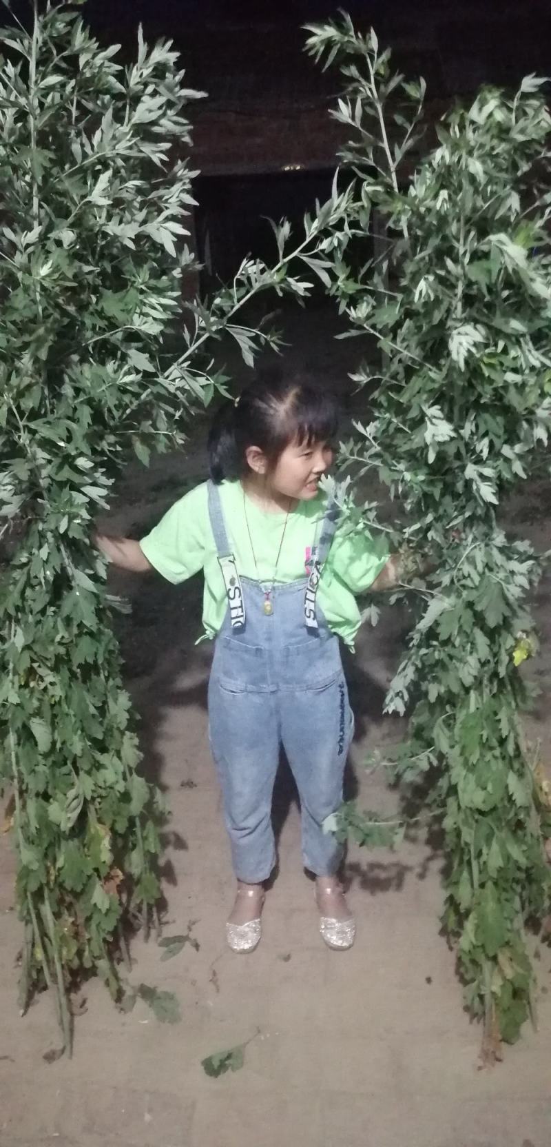 九头仙艾产新，欢迎订购