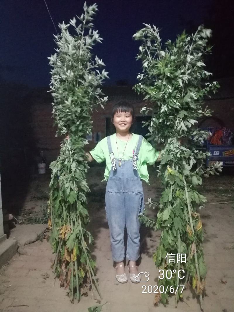 九头仙艾产新，欢迎订购