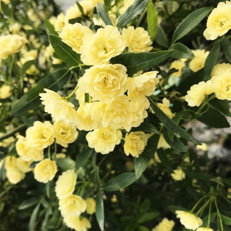 红木香花四季红色爬藤植物特大花苗盆栽攀爬浓香花卉黄木香七