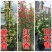 红木香花四季红色爬藤植物特大花苗盆栽攀爬浓香花卉黄木香七