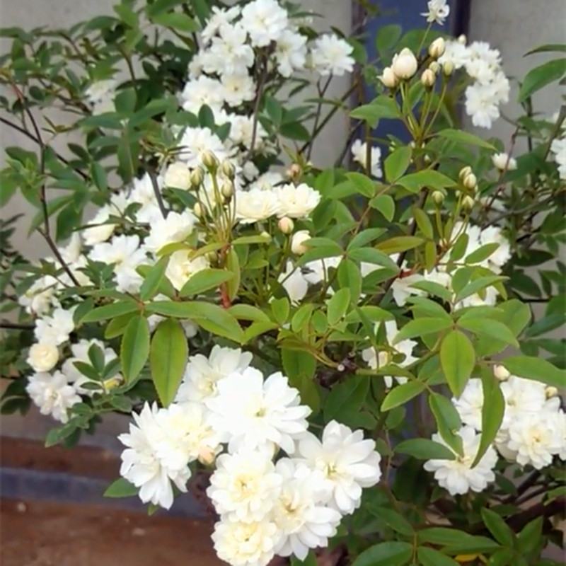 红木香花四季红色爬藤植物特大花苗盆栽攀爬浓香花卉黄木香七