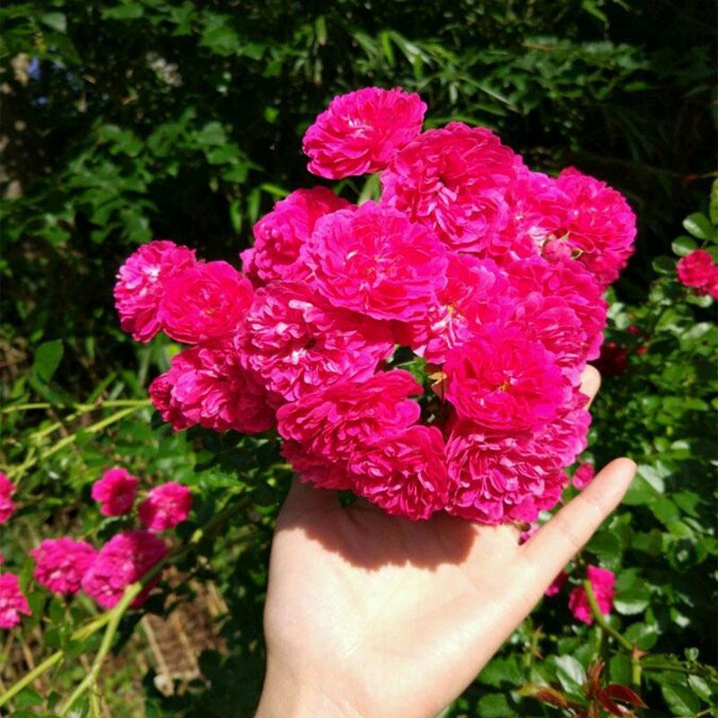 红木香花四季红色爬藤植物特大花苗盆栽攀爬浓香花卉黄木香七