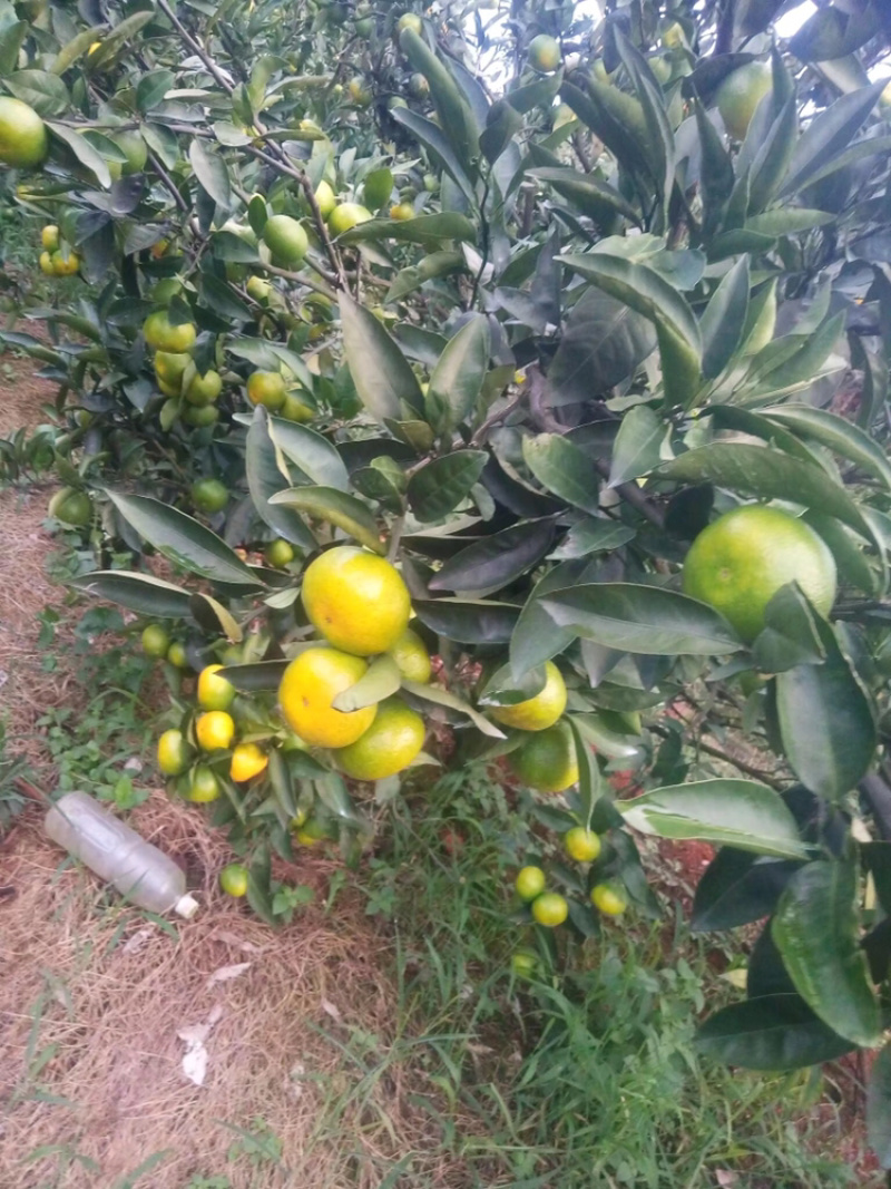 特早蜜桔大量上市，果面干净口感好欢迎老板前来订购