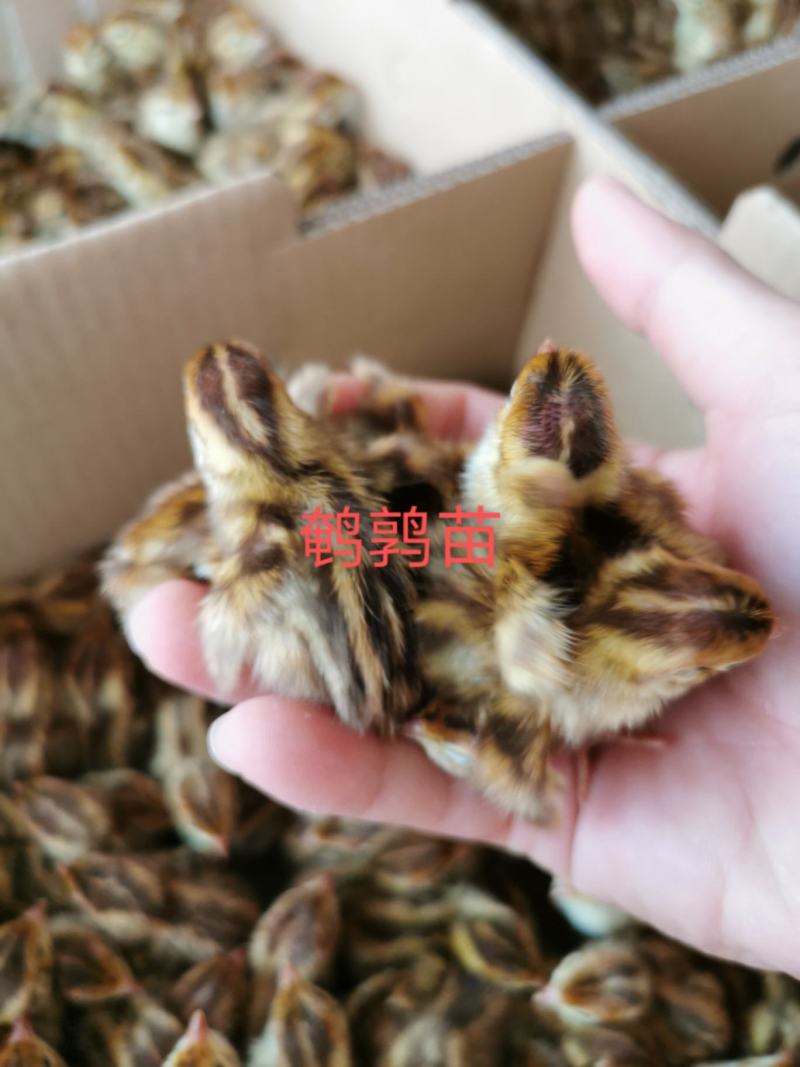 优选鹌鹑苗厂家直销质量保证量大包邮