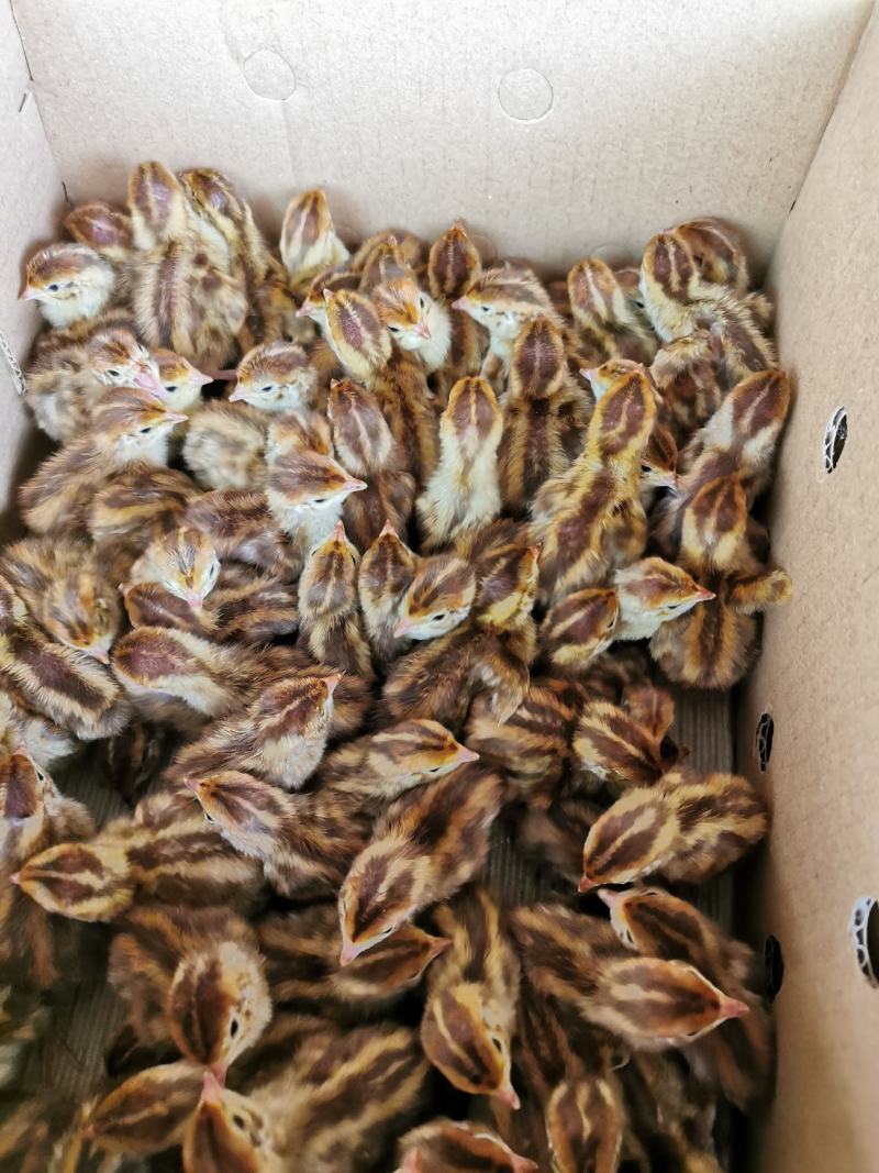 优选鹌鹑苗厂家直销质量保证量大包邮