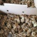 优选鹌鹑苗厂家直销质量保证量大包邮
