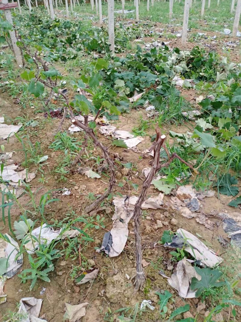 占地葡萄树，及绿化树，