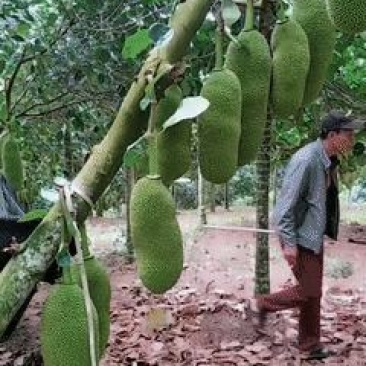 菠萝蜜果树苗马来西亚一号泰国5号8号12号品种保证