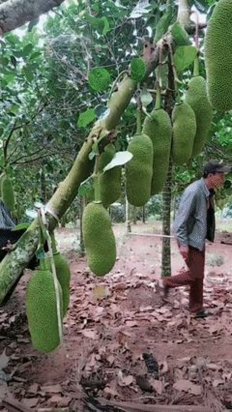 菠萝蜜果树苗马来西亚一号泰国5号8号12号品种保证
