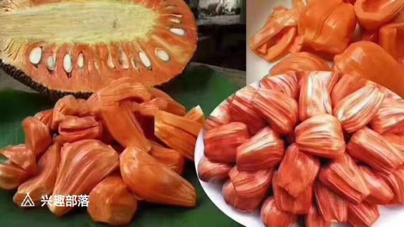 菠萝蜜果树苗马来西亚一号泰国5号8号12号品种保证