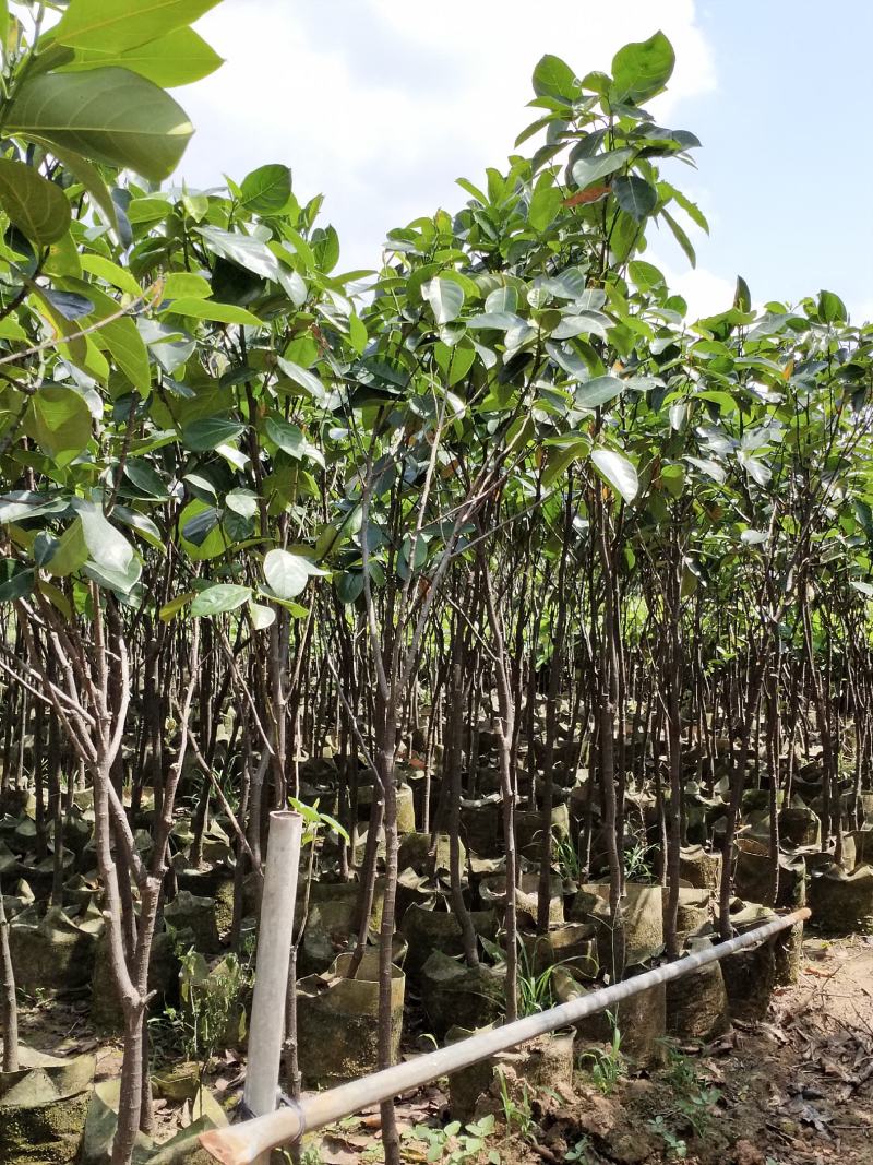 菠萝蜜果树苗马来西亚一号泰国5号8号12号品种保证