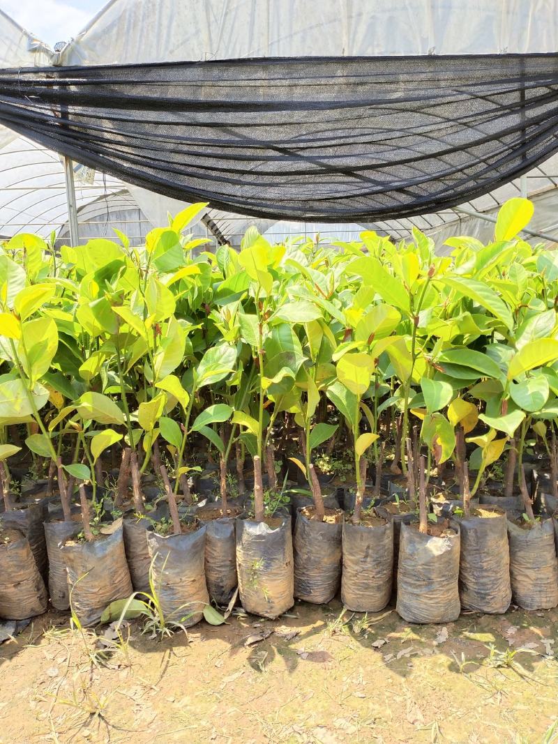 菠萝蜜果树苗马来西亚一号泰国5号8号12号品种保证