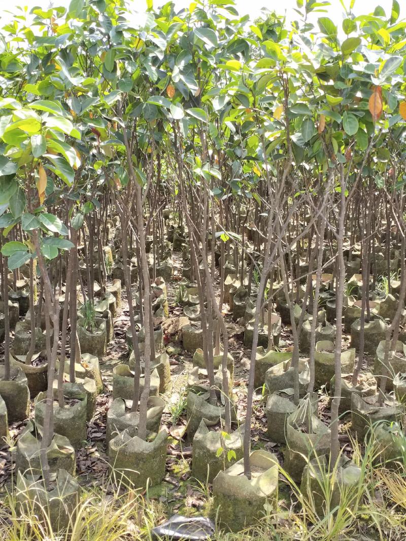 菠萝蜜果树苗马来西亚一号泰国5号8号12号品种保证