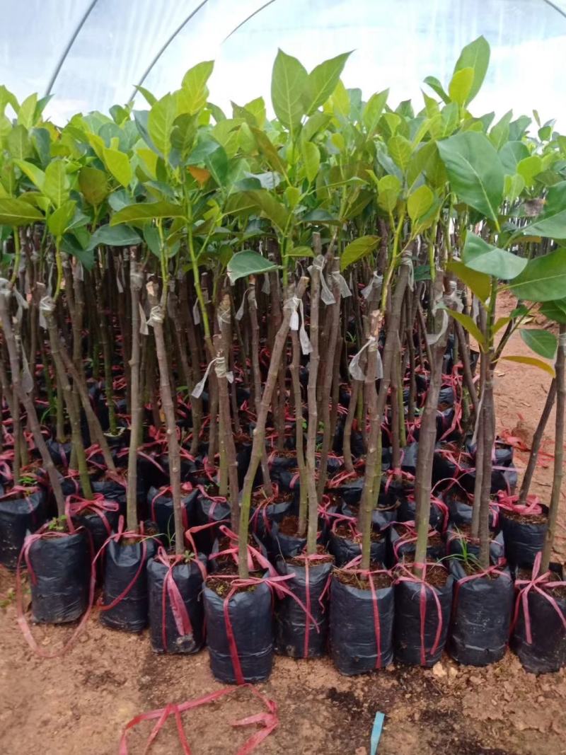 菠萝蜜果树苗马来西亚一号泰国5号8号12号品种保证