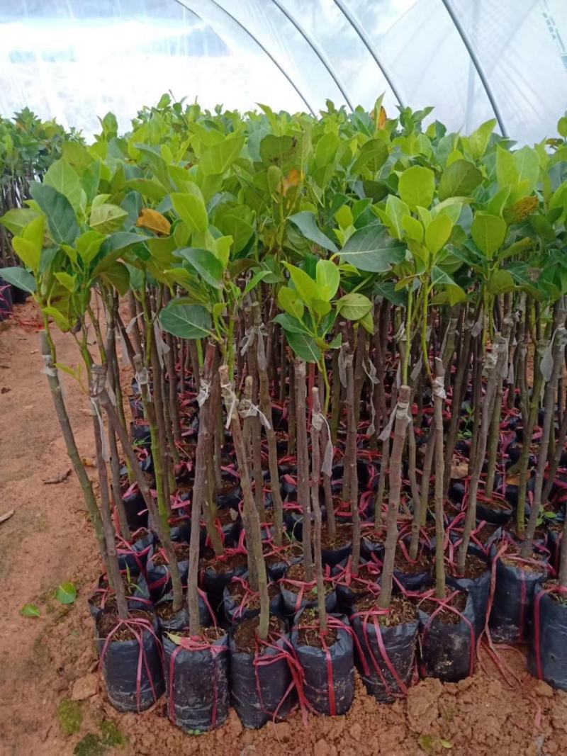 菠萝蜜果树苗马来西亚一号泰国5号8号12号品种保证