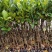菠萝蜜果树苗马来西亚一号泰国5号8号12号品种保证