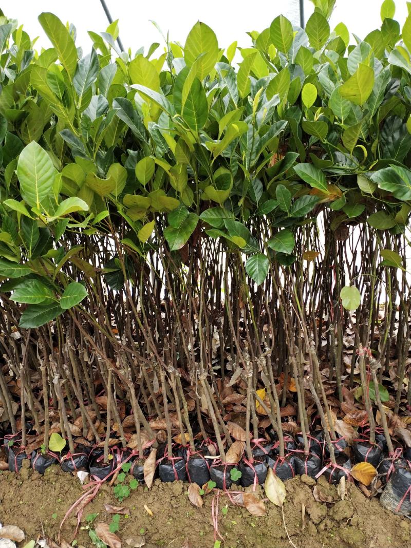 菠萝蜜果树苗马来西亚一号泰国5号8号12号品种保证
