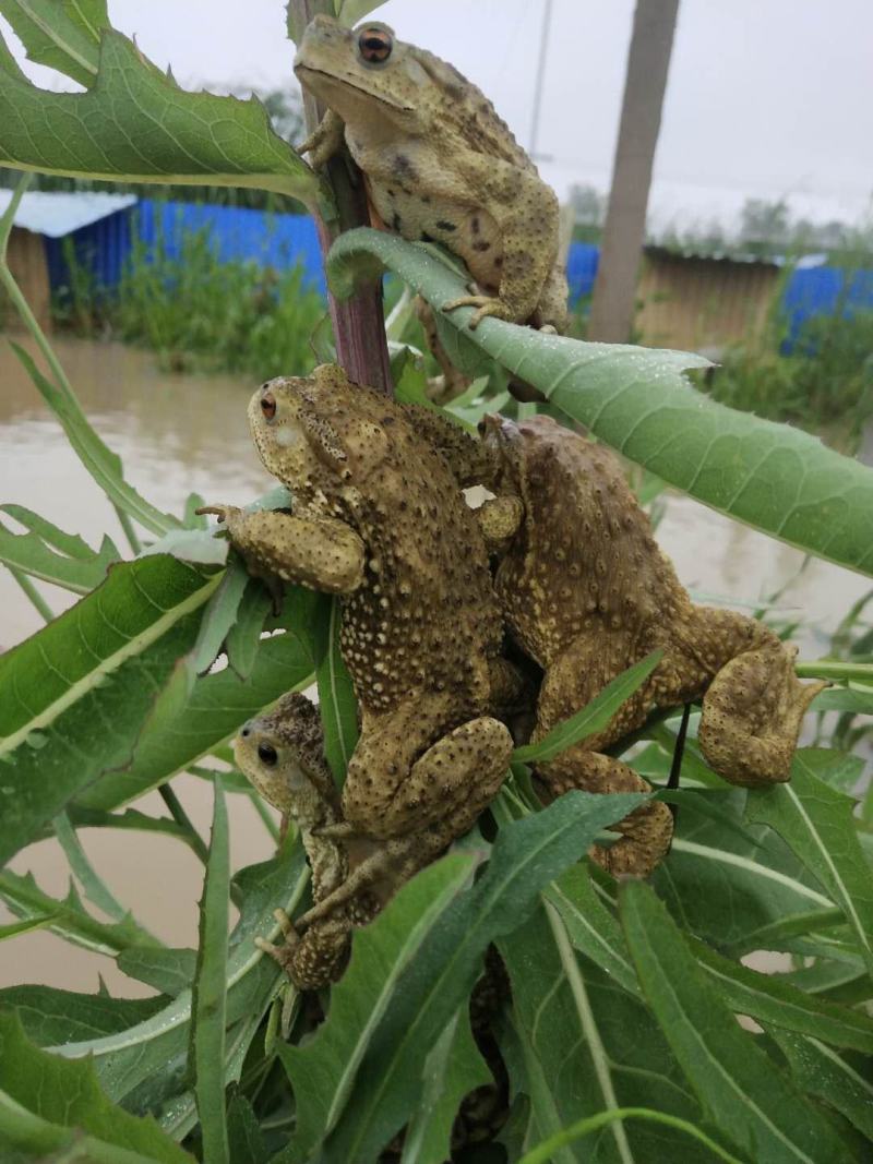 蟾蜍油蛤蟆油蟾蜍癞蛤蟆癞鼓油生鲜冷冻的蟾蜍油