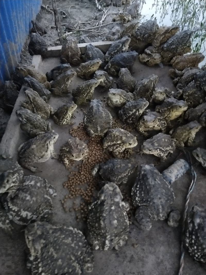 蟾蜍油蛤蟆油蟾蜍癞蛤蟆癞鼓油生鲜冷冻的蟾蜍油