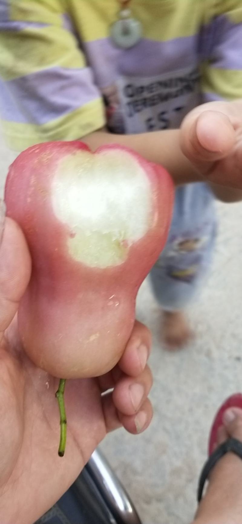 黑糖芭比连雾果苗黑金刚连雾果苗珍珠连雾果苗