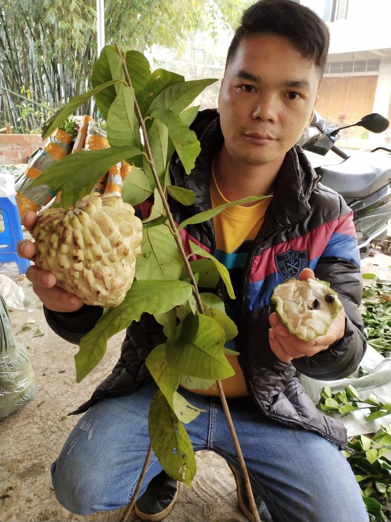 凤梨释迦果苗黄色紫色绿色传说中冰淇淋就是他