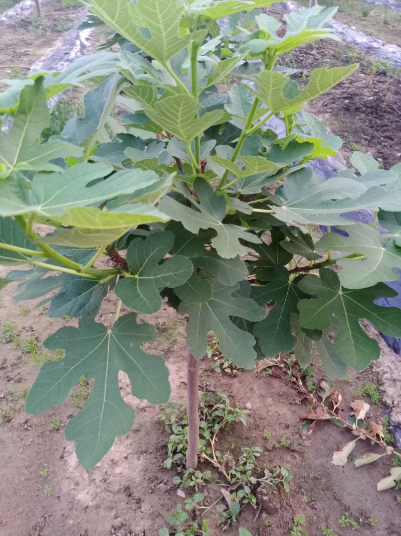 无花果种苗带果发货保证质量