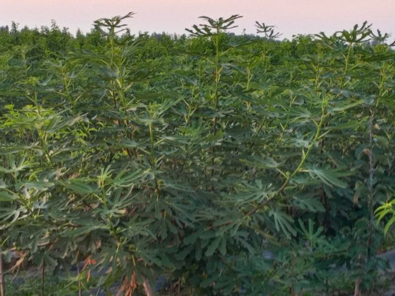 无花果种苗带果发货保证质量