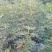 无花果种苗带果发货保证质量