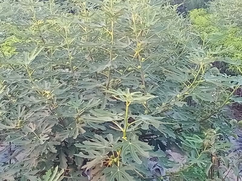 无花果种苗带果发货保证质量