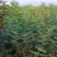 无花果种苗带果发货保证质量