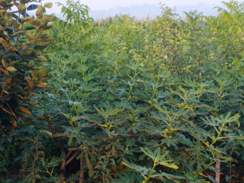 无花果种苗带果发货保证质量