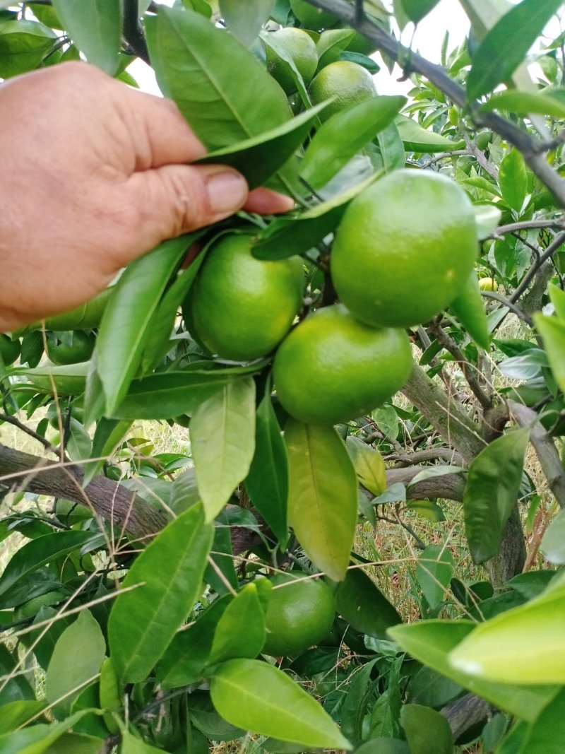 特早蜜橘，大分一号