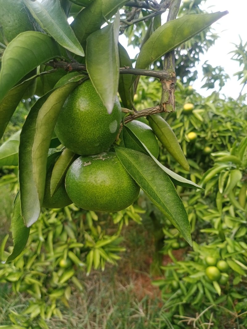 特早蜜橘，大分一号