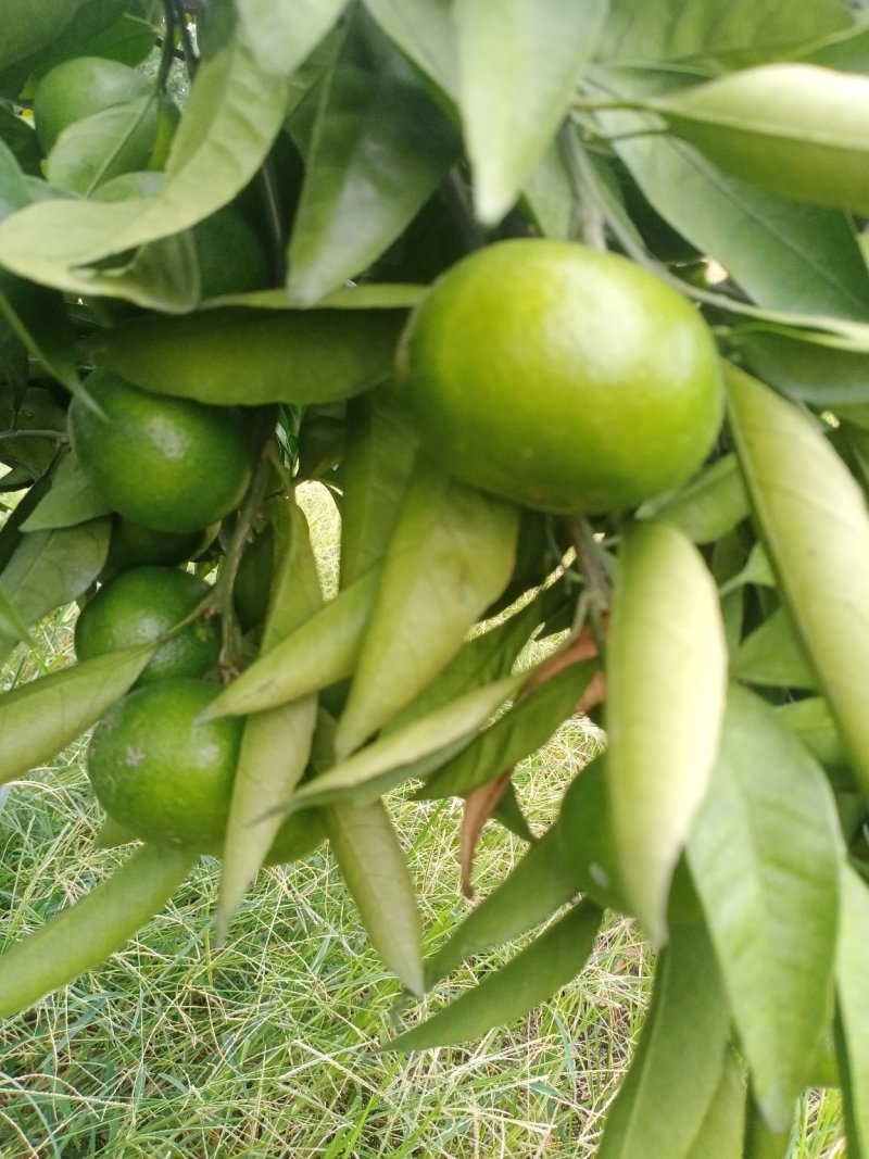 特早蜜橘，大分一号