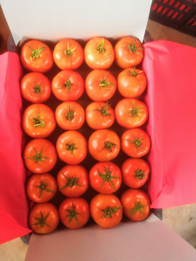 西红柿，石头果，云南蔬菜精品，大红果，产区直发，量大，