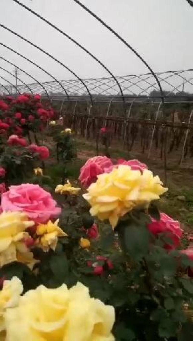树状月季，独杆月季，月季造型，月季盆景，月季墙，月季柱，