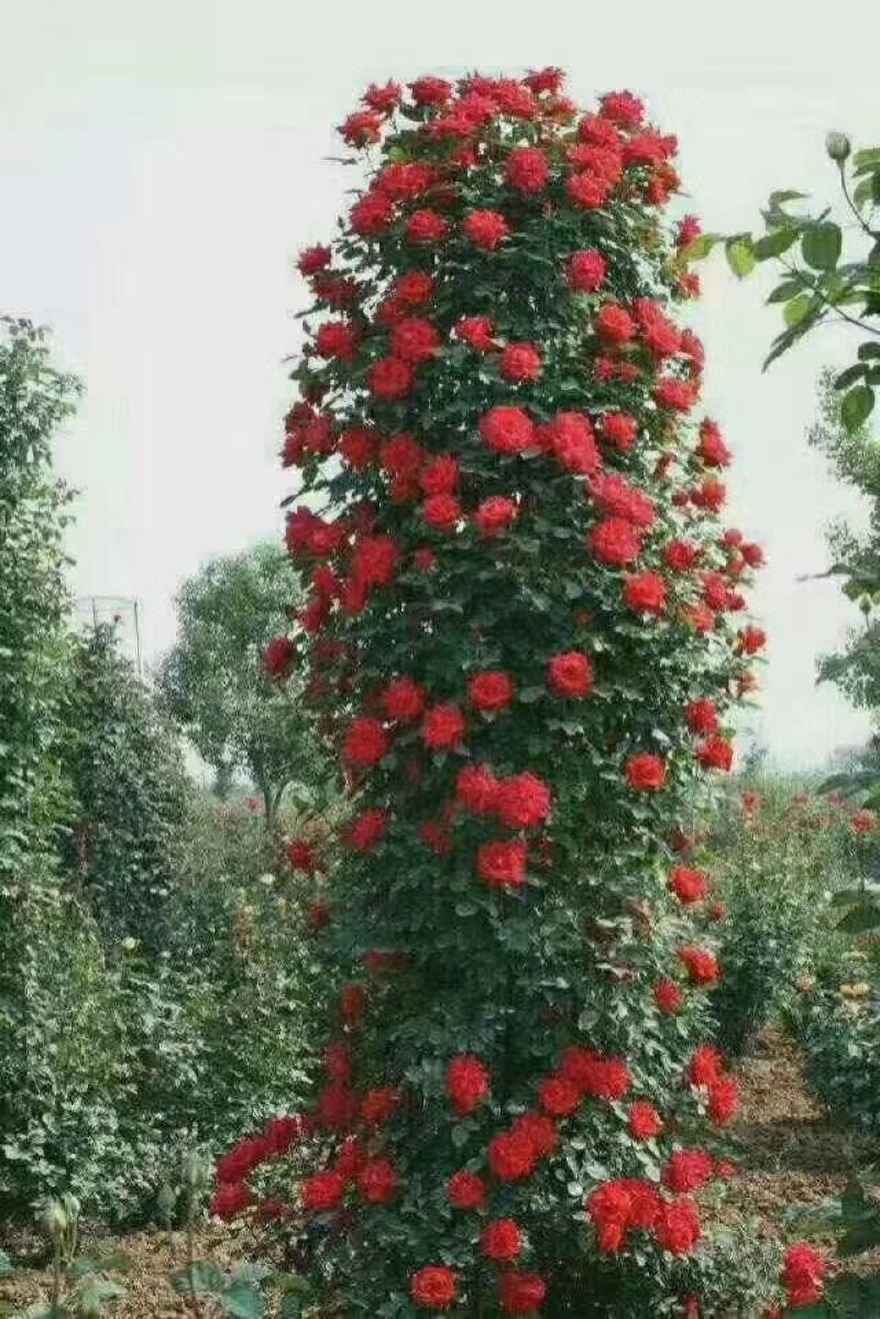 树状月季，独杆月季，月季造型，月季盆景，月季墙，月季柱，