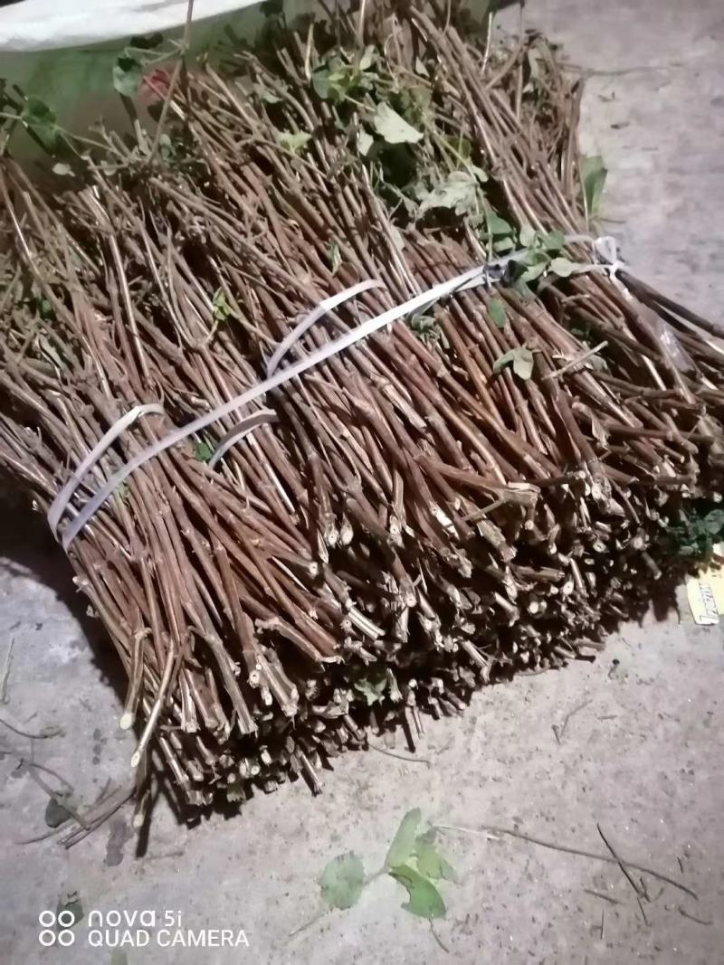 金银花苗木老桩开始预售中