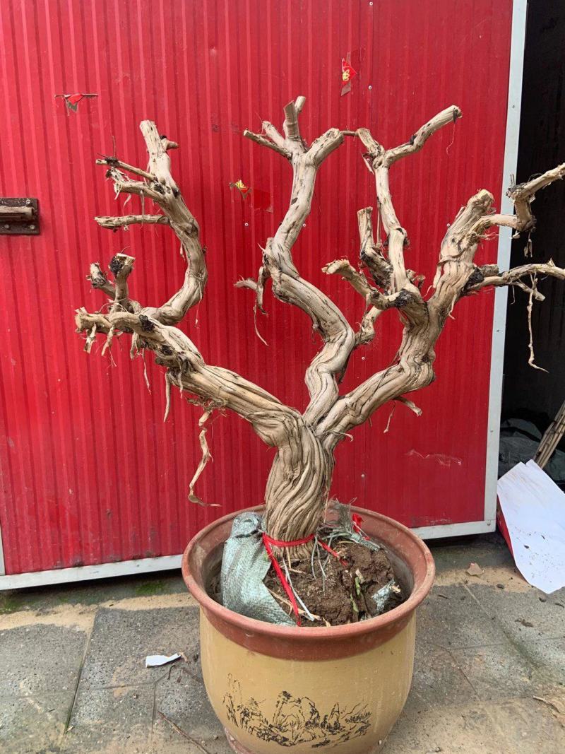 金银花苗木老桩开始预售中