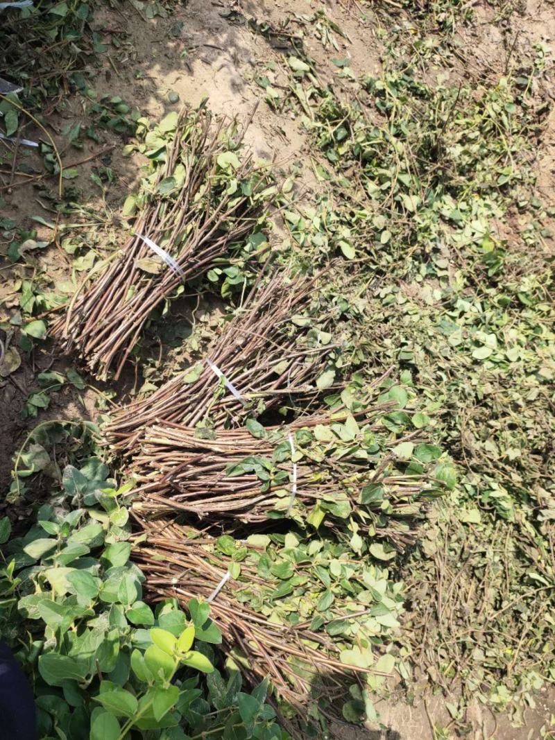 金银花苗木老桩开始预售中
